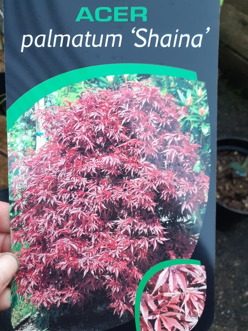 Acer palmatum 'Shaina' Japanese maple