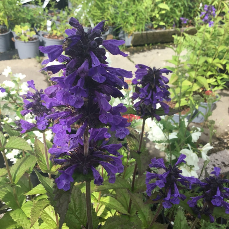 Nepeta 'Neptune'