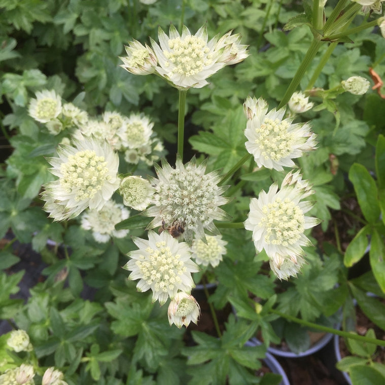 Astrantia major 'White Angel' Attractive to bees