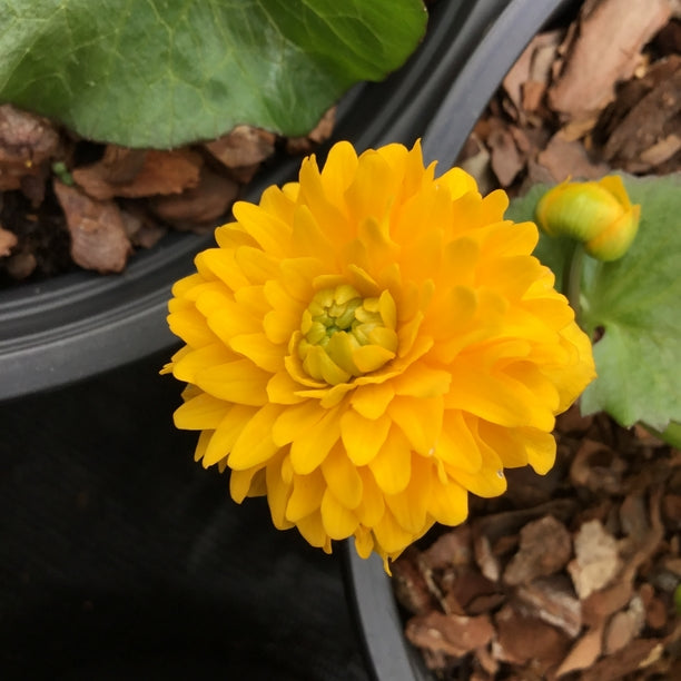 Caltha palustris 'Plena'
