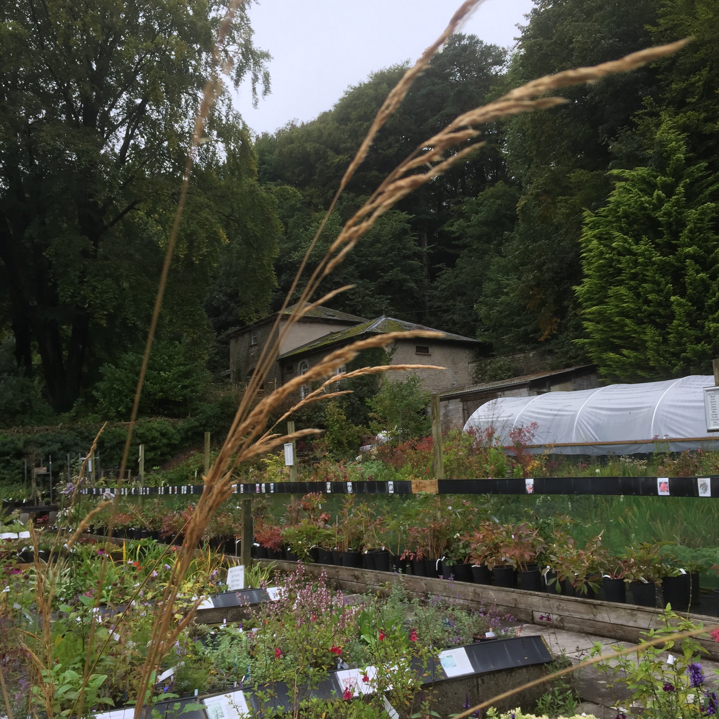 Calamagrostis  x acutifolia 'Karl Foerster'