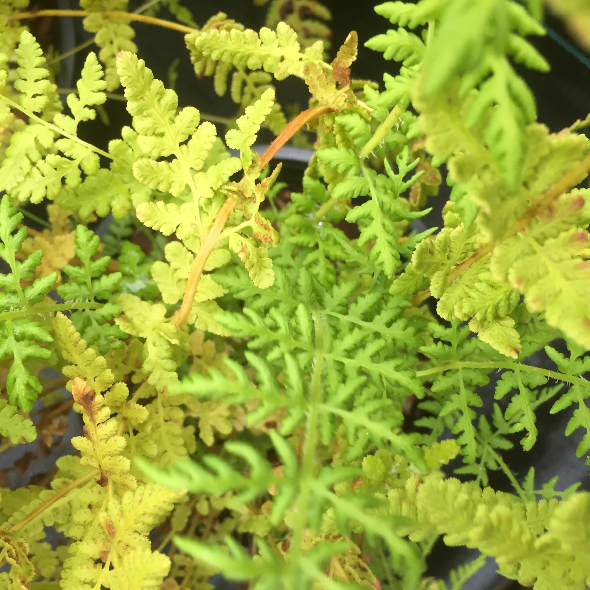 Woodsia obtusa