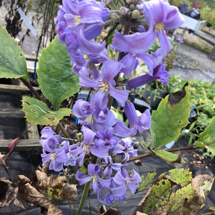 Clematis heraclefolia 'New Love' Pollinator plant