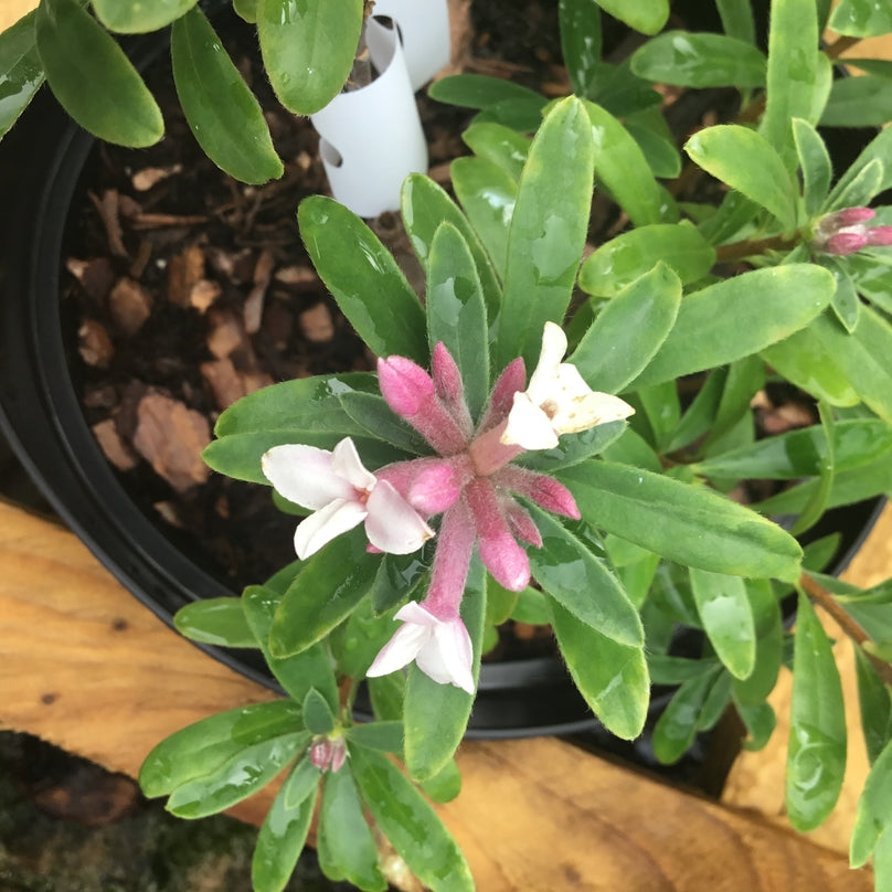 Daphne transatlantica 'Pink Fragrance'