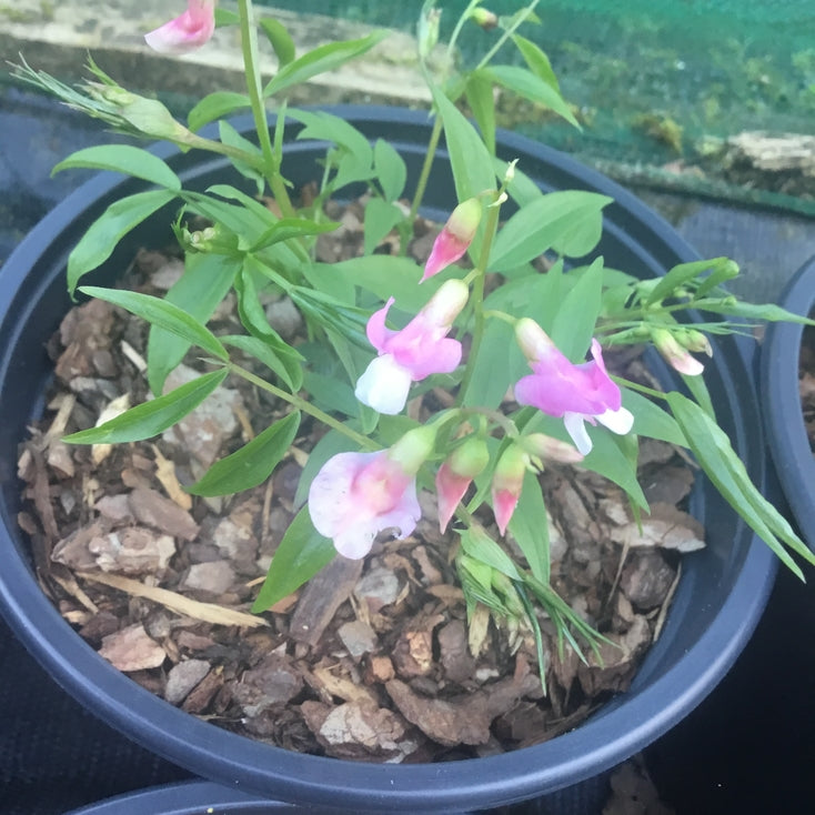 Lathyrus vernus 'Rosenelfe'