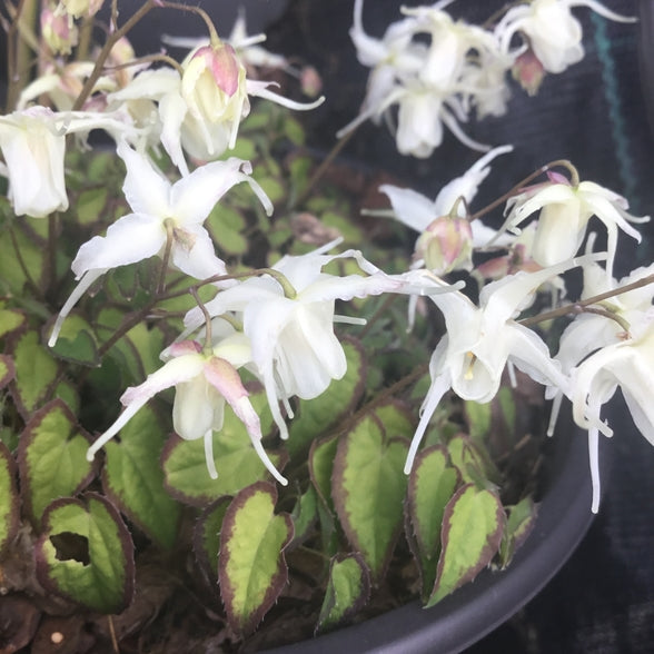 Epimedium grandiflorum higoense