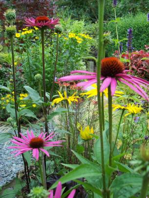 Echinacea purpurea 'Rubinstern' AGM