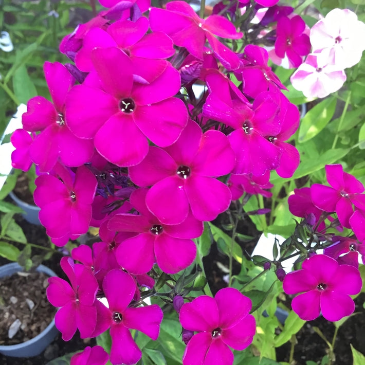 Phlox paniculata 'Raving Beauty'