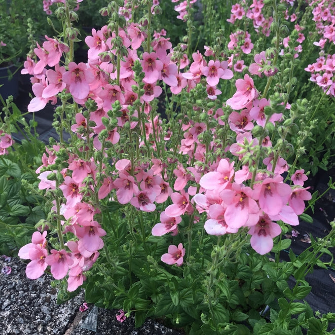 Diascia vigilis AGM