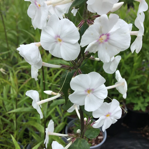 Phlox maculata Omega