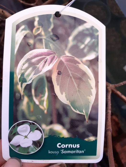 Cornus Kousa 'Samaritan'