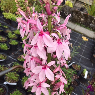 Lobelia specioca 'Compton Pink' Pollinator plant