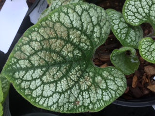 Brunnera 'Sea Heart'