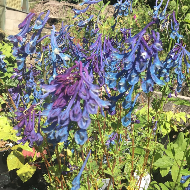 Corydalis calycosa