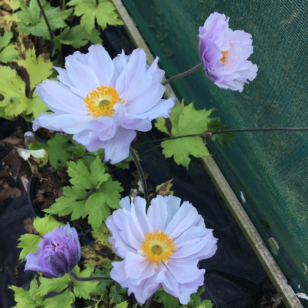 Anemone rupicola 'Frilly Knickers'