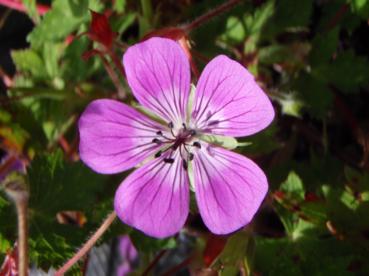Geranium 'Rosetta' PBR