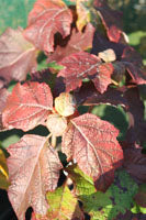 Hydrangea quercifolia 'Snowflake'
