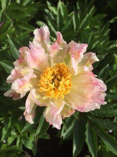 Paeonia lactiflora 'Golden Fleece'