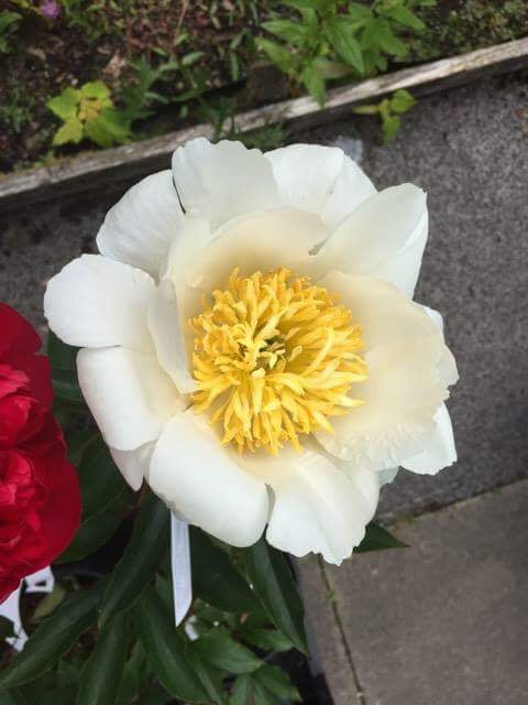 Paeonia lactiflora 'Moon of Nippon'