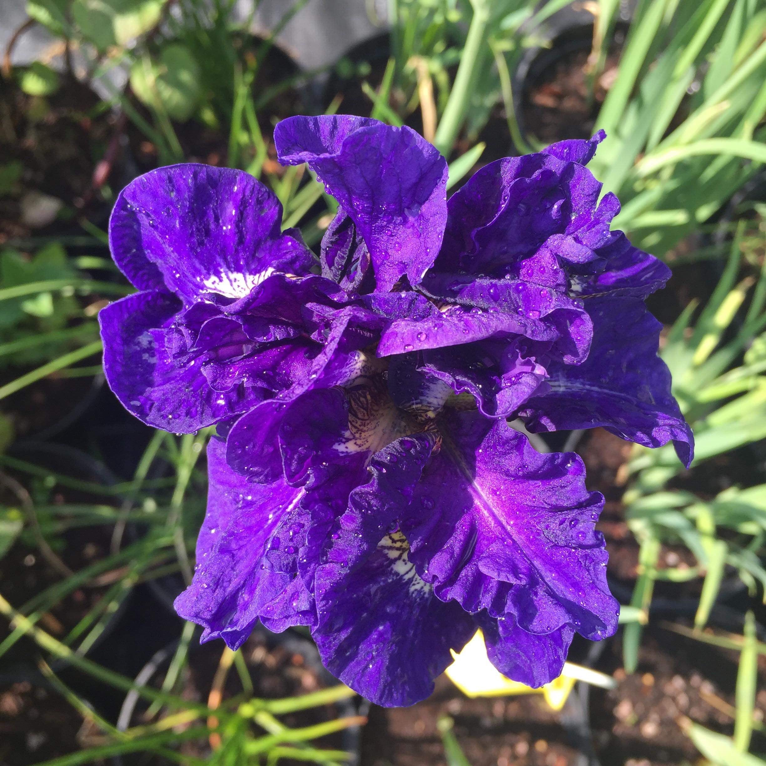 Iris sibirica 'Kabluey'