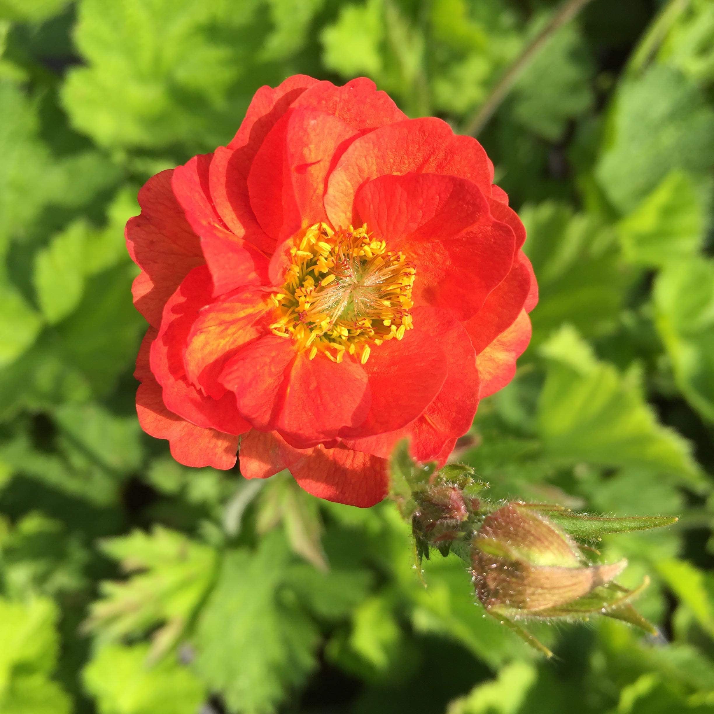 Geum 'Scarlet Tempest'