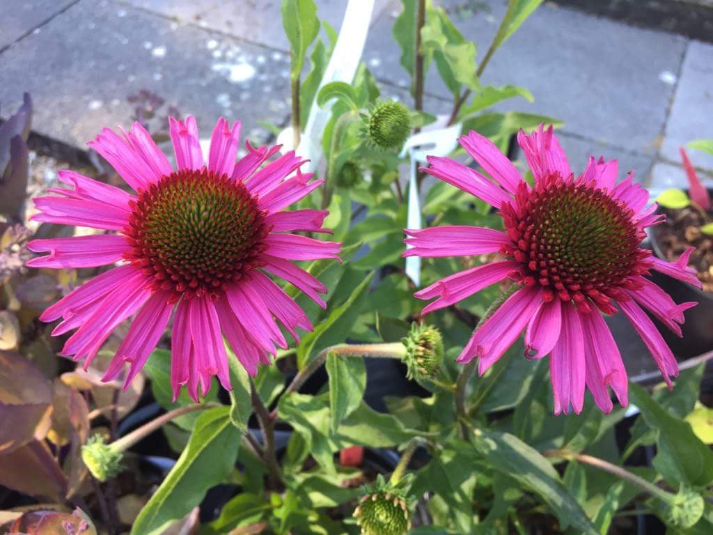 Echinacea 'Delicious Candy'