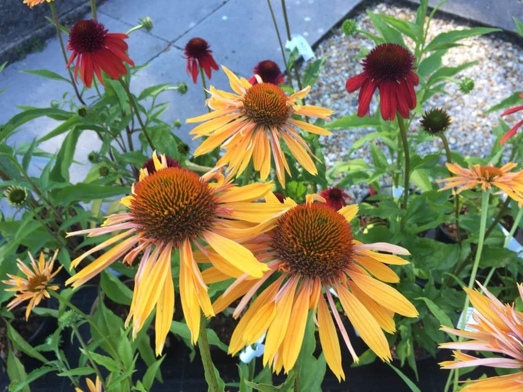 Echinacea 'Big Kahuna'