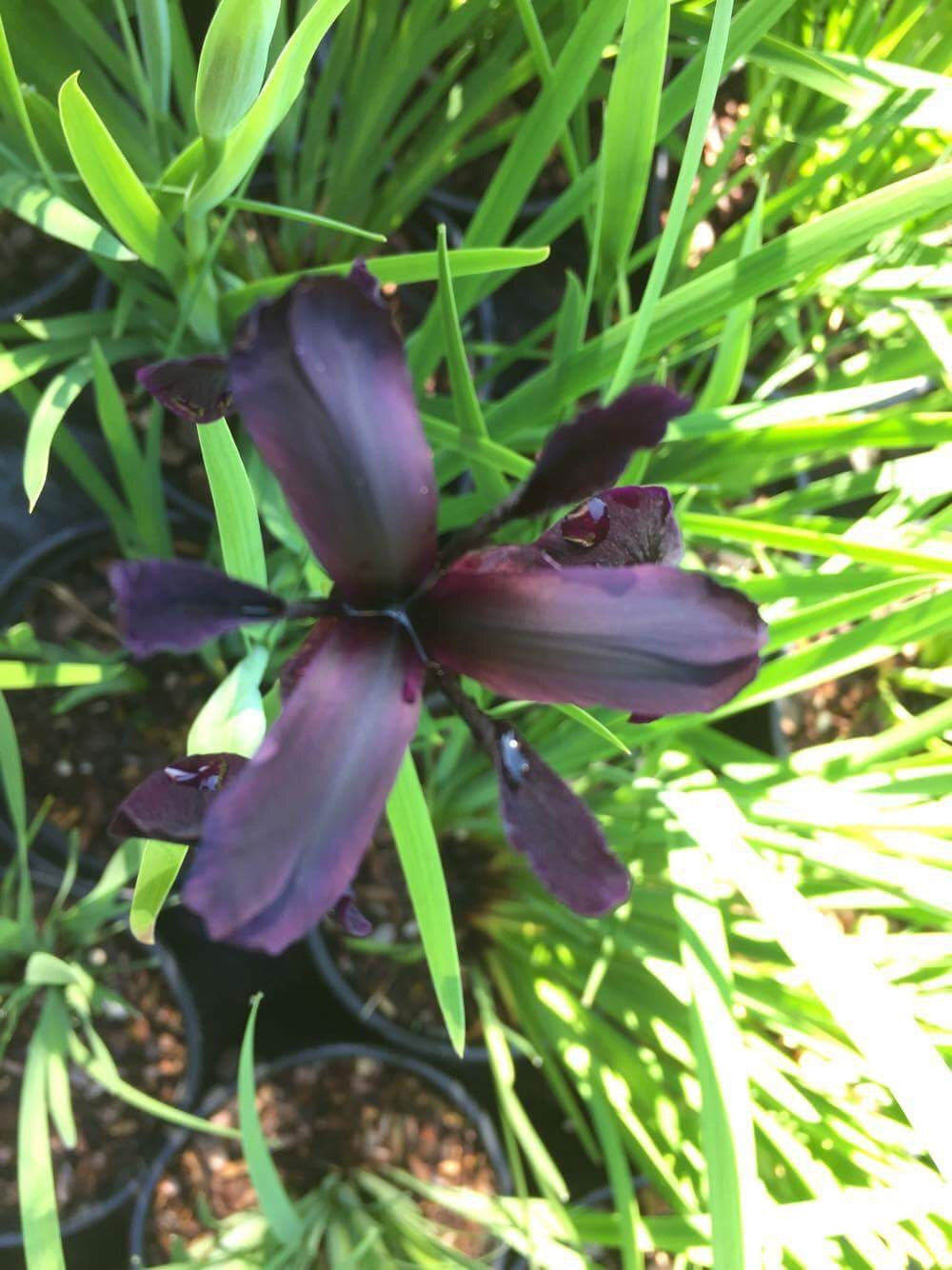 Iris chrysographes 'Black Form'