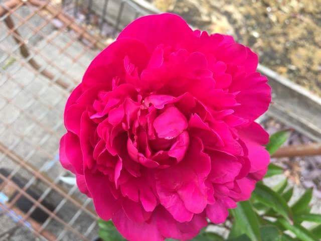 Paeonia lactiflora 'Kansas'