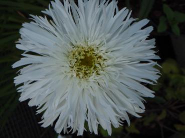 Leucanthemum x superbum 'Aglaia' AGM