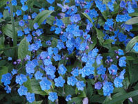 Omphalodes cappadocica 'Cherry Ingram' AGM