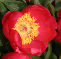 Paeonia 'Flame'