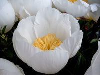 Paeonia lactiflora 'Jan van Leeuwen'