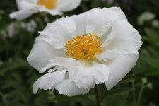 Paeonia lactiflora Krinkled White