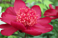 Paeonia lactiflora 'Nippon Beauty'