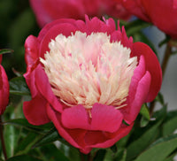 Paeonia lactiflora 'White Cap'
