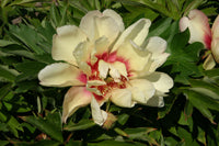 Paeonia itoh 'Callie's Memory'