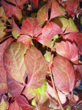 Parthenocissus tricuspidata 'Veitchii'