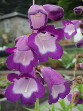 Penstemon 'Pensham Czar' Pollinator plant