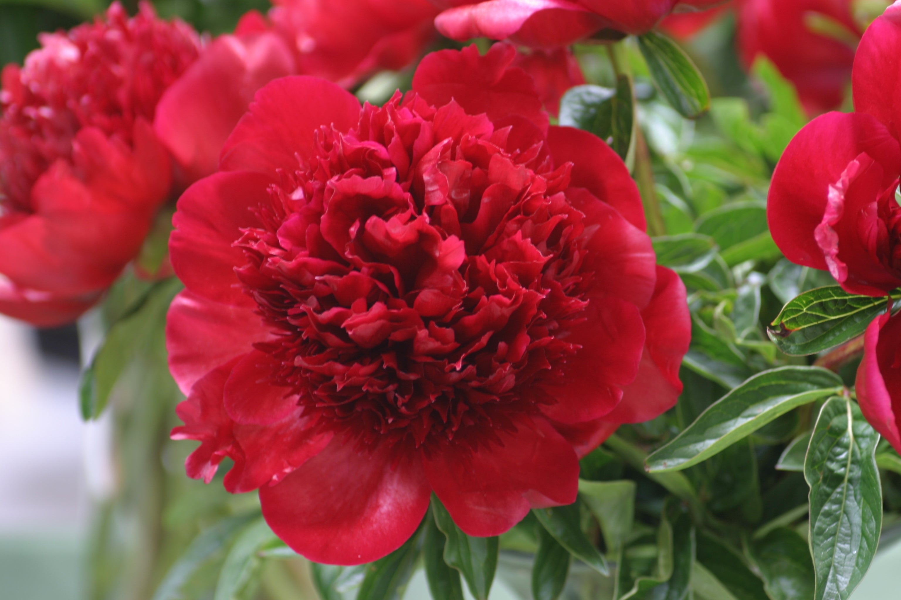 Paeonia 'Red Charm'