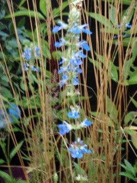 Salvia uliginosa AGM