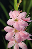 Schizostylis 'Mollie Gould'