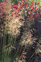 Stipa gigantea AGM