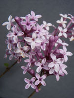 Syringa vulgaris 'Charles Joly' AGM