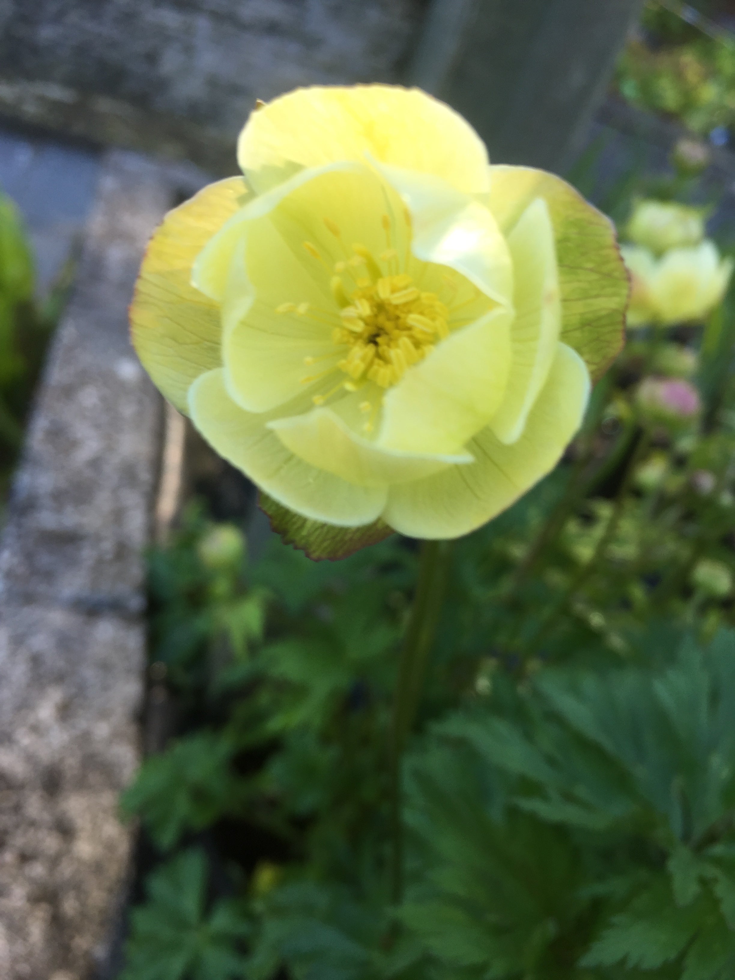Trollius x cultorum 'New Moon'
