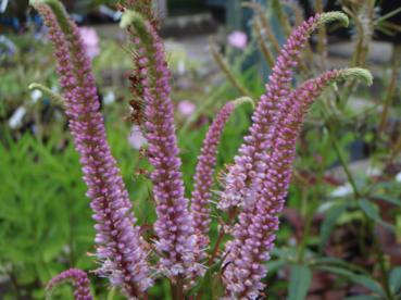Veronicastrum virginicum 'Erika'