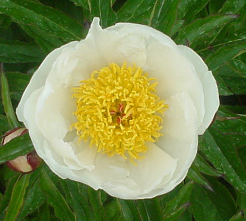 Paeonia lactiflora 'White wings'