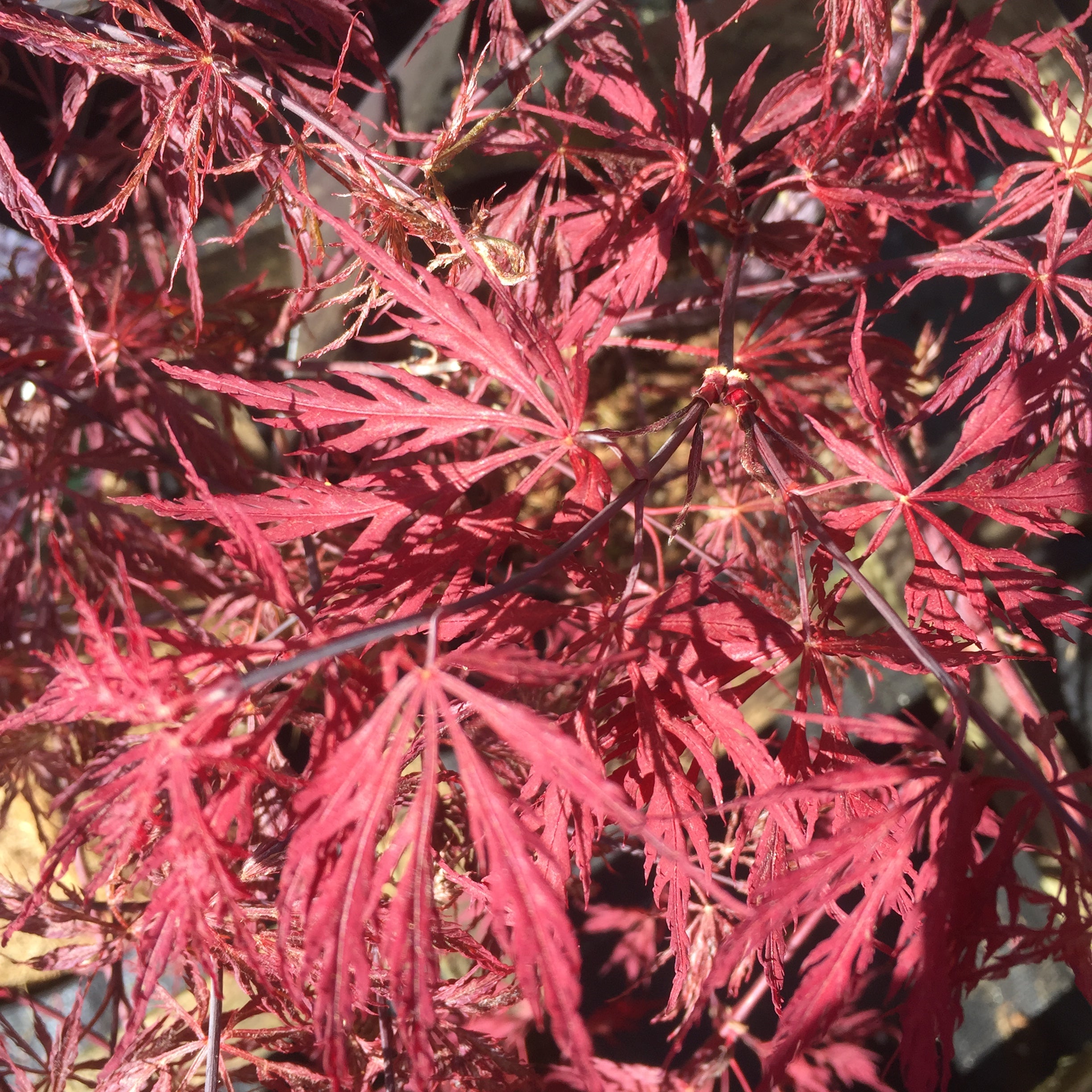 Acer palmatum var. dissectum 'Garnet'  Japanese maple