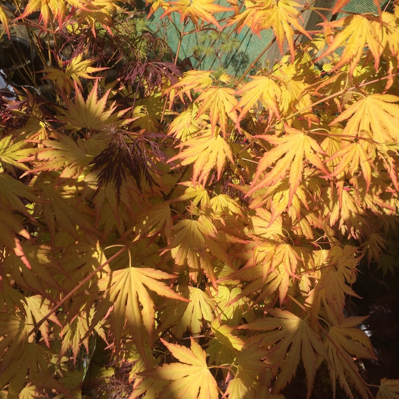 Acer palmatum 'Orange Dream' AGM Japanese maple