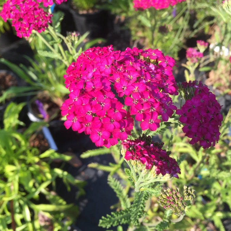 Achillea Heidi